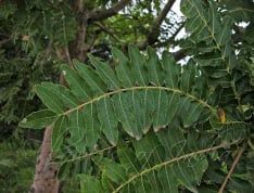 Boswellia Serrata