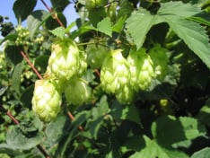 Hop Cone Extract