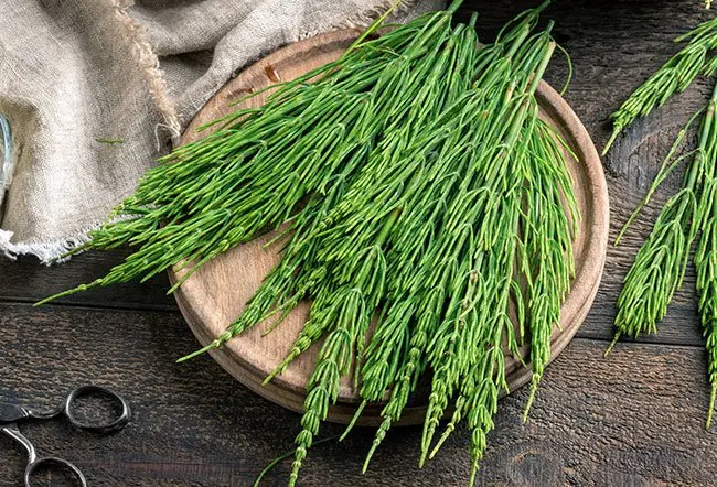 Horsetail Extract